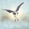 Sandhill Crane painting