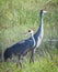 Sandhill Crane Pair