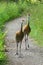 Sandhill Crane Pair