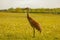 Sandhill crane in a park Paul Douglas Preserve