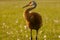 Sandhill crane in a park Paul Douglas Preserve