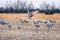 Sandhill Crane Performing a Dance in a Field