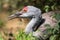 Sandhill Crane Portrait, Grants Pass, Oregon, USA