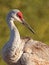 Sandhill Crane preening closeup