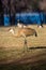 Sandhill Crane in Rookery Park in Wausau, Wi