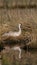 Sandhill  Crane setting on nest in a grassy wetland