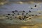 Sandhill Crane silhouettes in flight