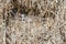 Sandhill crane sitting on a nest in the swamp grass