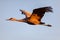 Sandhill crane soaring over Bosque del Apache