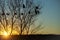 Sandhill crane soaring over Bosque del Apache