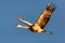 Sandhill crane soaring over Bosque del Apache