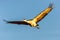 Sandhill crane soaring over Bosque del Apache