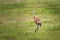 Sandhill Crane standing in a grassy field