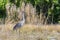 Sandhill Crane Standing Tall In A Tall Grassy Field