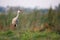 Sandhill Crane stands tall in green grass with a smooth textured background of green marsh grasses