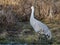 Sandhill Crane stands tall surrounded by golden grasses in the marsh