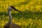 Sandhill crane at sunset in the park