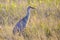 Sandhill Crane In Tall Grass