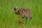 Sandhill Crane tends to her chick