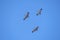 Sandhill Crane Trio in Flight