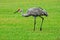 Sandhill Crane Walking