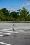 Sandhill Crane walking across a crosswalk