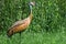 Sandhill Crane Walking in a Field