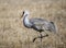 Sandhill crane walking through a meadow