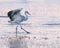 Sandhill crane walking in pond at sunrise