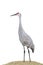 Sandhill Crane on a White Background