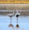 Sandhill Cranes