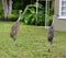 Sandhill Cranes