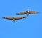 Sandhill cranes against blue sky