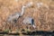 Sandhill cranes closeup