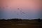 Sandhill cranes coming to roost in a swamp in Wisconsin