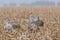 Sandhill Cranes in a corn field on a snowy day