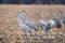 Sandhill Cranes in a Cornfield During Spring Migration