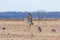 Sandhill Cranes Dance With Each Other