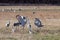 Sandhill Cranes Dance With Each Other