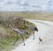 Sandhill Cranes Family