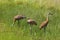 Sandhill Cranes Family  703992