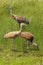 Sandhill Cranes Family  704038