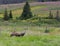 Sandhill cranes family in Alaska