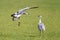 Sandhill cranes fighting