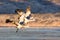 Sandhill Cranes in Flight