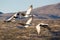 Sandhill Cranes in Flight