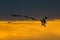 Sandhill cranes in flight backlit silhouette with golden yellow and orange sky and clouds at dusk / sunset during fall migration a