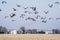 Sandhill cranes in flight over a Nebraska cornfield