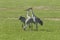 Sandhill Cranes in Florida Farm Field