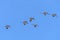 Sandhill Cranes Flying in Formation